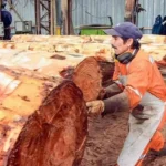 Gobierno retira suma urgencia a ley sobre uso de la fuerza